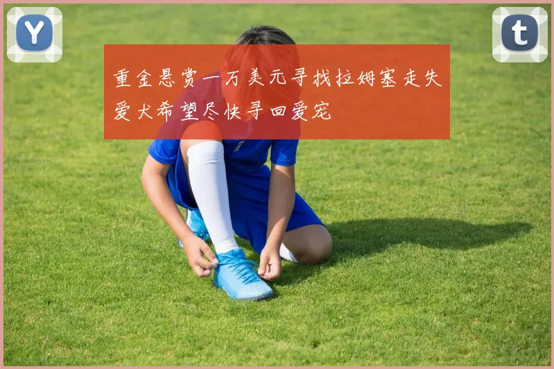 重金悬赏一万美元寻找拉姆塞走失爱犬希望尽快寻回爱宠